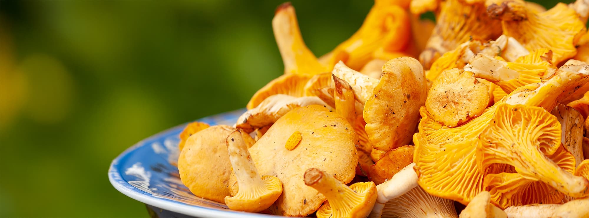 Pfifferlingskarte im Osterwind Ratingen